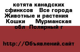 котята канадских сфинксов - Все города Животные и растения » Кошки   . Мурманская обл.,Полярный г.